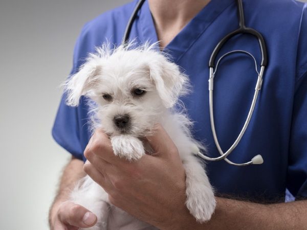 Veterinary Care / Pet Care